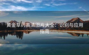 黄金草药高清图片大全：识别与应用指南